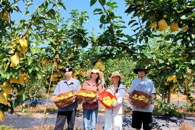湖北通城：科技赋能特色种植 百亩梨园喜获丰收