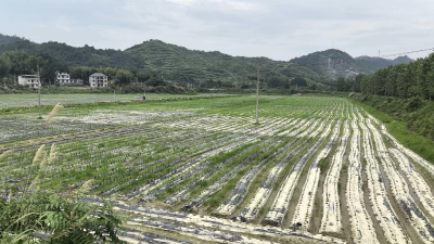 地膜铺就增收路 轮作绘就振兴图 | 通城县五里镇G19辣椒-小麦轮作示范基地焕发产业新活力