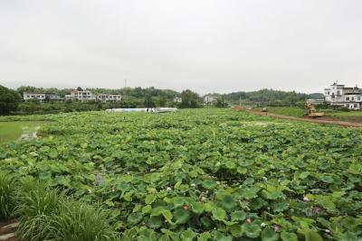 【看通城·乡村振兴】通城县四庄乡清水村：特色产业“舞”起来 联农带农“富”路开  