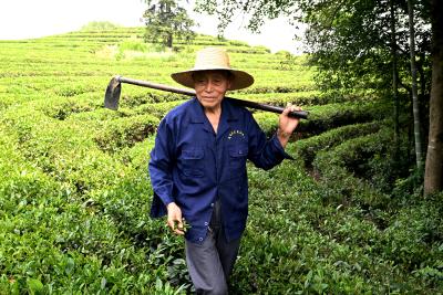 匠心护绿叶  巧手制茶香——记全国农业劳动模范柳落秋
