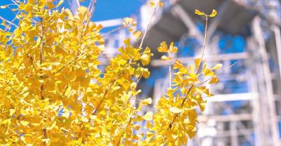 【视频】崇阳：冬日银杏   惊艳了时光......