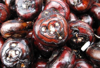 【记者乡村行（118）】崇阳县肖岭乡白马村：马蹄喜丰收  农民采挖忙