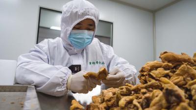 崇阳“黄精哥”：烹制春天的“第一杯茶”