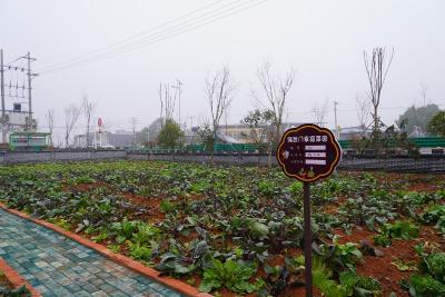 崇阳县天城镇：“幸福菜园”种“幸福”