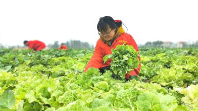 崇阳青山镇：汇聚乡贤力 同心缔造美好生活