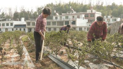 【争当样板区 绘彩新荆楚】崇阳县清水村：三八妇女节  致敬了不起的“红娘”