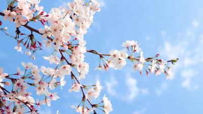 【争当样板区 绘彩新荆楚】海报 │ 春分时节 落“樱”缤纷