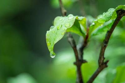 今日谷雨丨雨生百谷  滋润万物