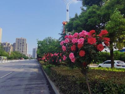 崇阳：巧手忙“梳妆”   扮靓城市“颜值”