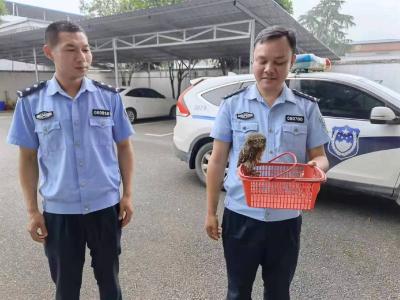 崇阳县高枧乡村民“捡”到的“小可爱”，竟然是......