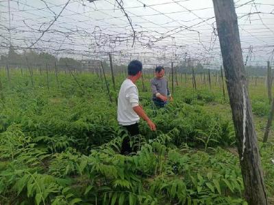 崇阳县石城镇八一村：加强基层治理  缔造幸福生活