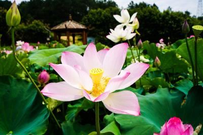 组图 | 崇阳县肖岭村：荷花初绽夏意浓