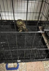 崇阳：猫头鹰“做客”    齐心救助重返大自然