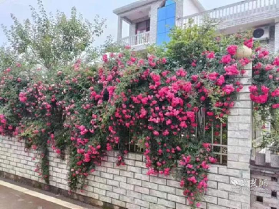 巧用“五个一点” 工作法——崇阳白霓镇村湾治理有“绝招”