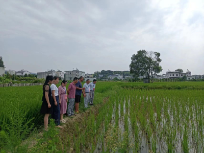 崇阳县肖岭乡人大：发挥代表作用 夯实粮食安全