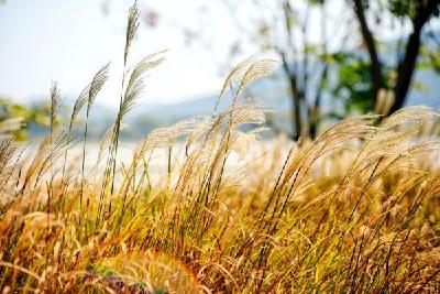 【桃溪文艺】雷应华：又见荻花飞