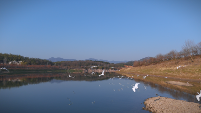 崇阳：生态美！枝头白鹭似花开