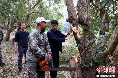 寒潮来袭 湖北咸宁加强古树名木防冻保护