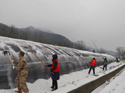 崇阳县高枧乡：铲雪除冰护大棚  全力以赴保生产