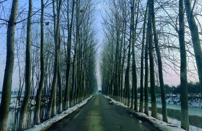 【桃溪文艺】廖瑜：行道树