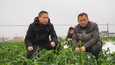 崇阳：农技专家田间“把脉开方”  确保全县22万亩油菜稳产
