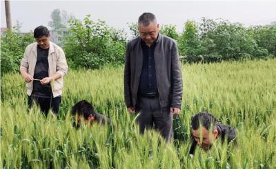 崇阳：防治小麦赤霉病  守护农民“粮”袋子