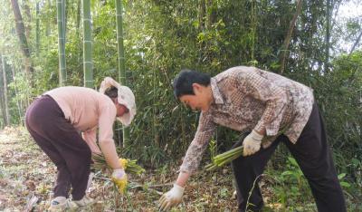 崇阳：暮春时节   品味“笋尖上的春天”