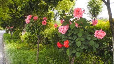 崇阳：月季花盛放  美景入画来