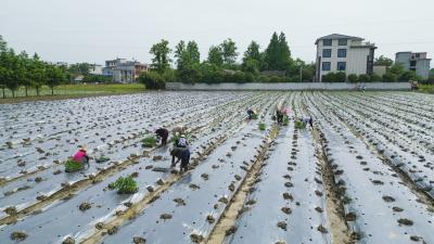 【乡村振兴“加速跑”】崇阳县金星村：“订单式”育苗拓宽致富好“钱”景