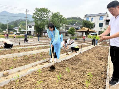 崇阳县铜钟乡：党员认领一分田  撂荒土地焕新颜