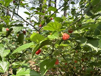咸宁崇阳：野生树莓成熟  尝鲜“初夏的味道”