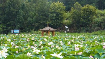 【桃溪文艺】吴梅芳：夏至