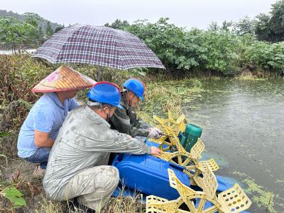 闻“汛”而动  崇阳供电为15万尾鲈鱼送来“救命电”