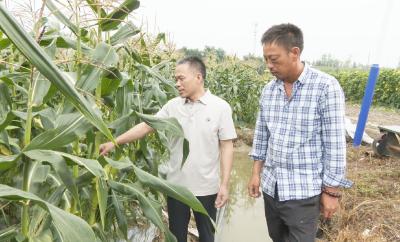 崇阳：农技人员上门“看诊”  指导灾后生产自救