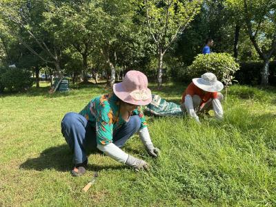 高温下的坚守  崇阳园林工人用汗水浇灌“绿荫”