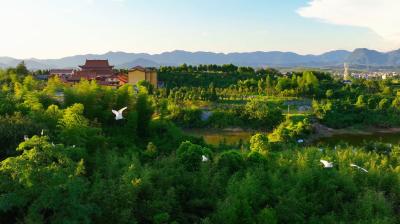 【微视】崇阳：田间白鹭嬉  尽显生态美