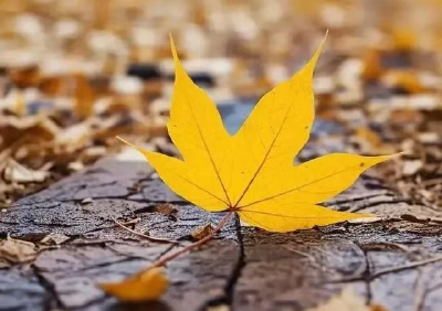 【桃溪文艺】廖瑜：秋的乐章（组诗三首）