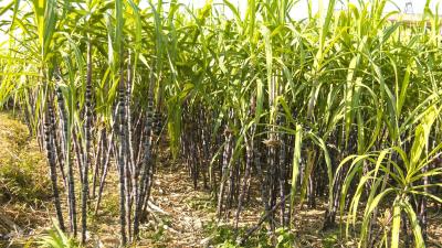 【桃溪文艺】沈胜祥：甜杆的记忆