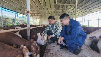 【乡村振兴“加速跑”】崇阳县铜钟乡：“畜”势勃发  “犇”出一条致富路