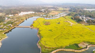 组图 | 崇阳：共赏“秋日限定”稻田美景