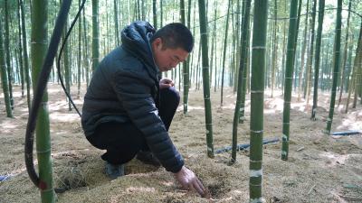 蒋孟君：一根雷竹笋  编织富裕梦