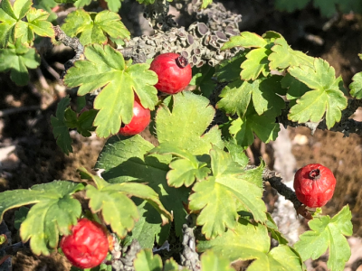 崇阳野外首次发现植物华蔓茶藨子