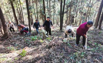 【乡村振兴“加速跑”】崇阳：松针林下有黄精   生态经济双丰收