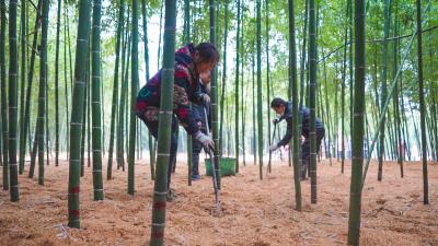 咸寧崇陽：身價翻了十多倍！崇陽“春筍”提前上市