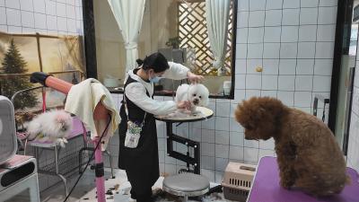 【新春走基层】排队“洗剪吹”！宠物过年仪式感拉满