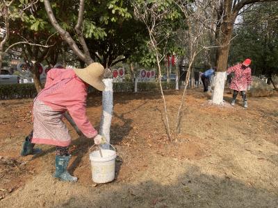 温暖过冬  崇阳6万余株树木“穿新装”  