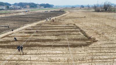 【牢记嘱托  建成支点】崇阳：人勤春早   药材飘香