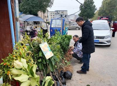 崇阳：春来苗木俏  添绿正当时