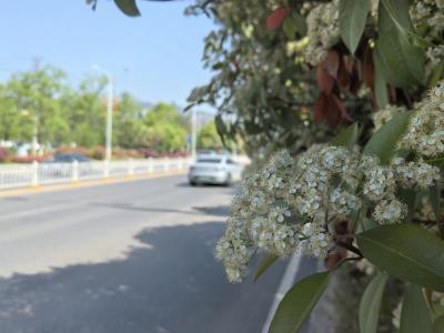 人间四月天  莫负石楠好