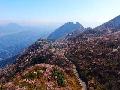 【桃溪文艺】吴梅芳：漫山野樱绘就春日画卷